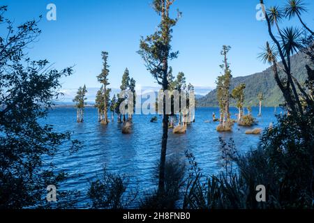 Kahikatea trees (Dacrycarpus dacrydioides) growing in Lake Brunner, South Island, New Zealand Stock Photo