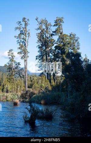 Kahikatea trees (Dacrycarpus dacrydioides) growing in Lake Brunner, South Island, New Zealand Stock Photo