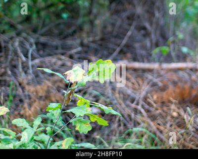 a small oak tree grows in the grass in the spring Stock Photo