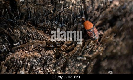 A palm weevil in the trunks of palm trees. A rusty red colour beetle is one species of snout beetle known as Rhynchophorus ferrugineus. Pest in palm p Stock Photo