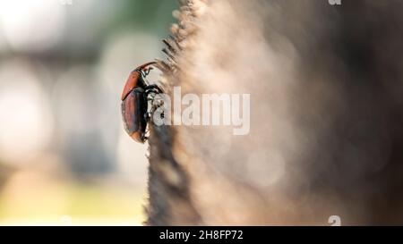 A palm weevil in the trunks of palm trees. A rusty red colour beetle is one species of snout beetle known as Rhynchophorus ferrugineus. Pest in palm p Stock Photo