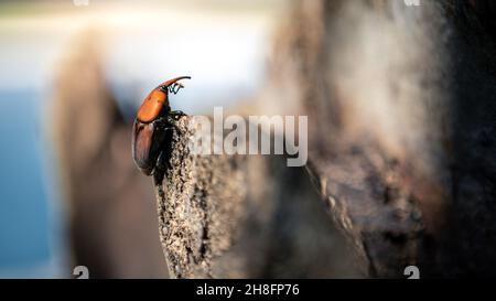 A palm weevil in the trunks of palm trees. The red beetles is considered a major pest in palm plantations, including the coconut palm, date palm and o Stock Photo