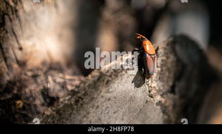 A palm weevil in the trunks of palm trees. A rusty red colour beetle is one species of snout beetle known as Rhynchophorus ferrugineus. Pest in palm p Stock Photo