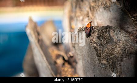 A palm weevil in the trunks of palm trees. The red beetles is considered a major pest in palm plantations, including the coconut palm, date palm and o Stock Photo