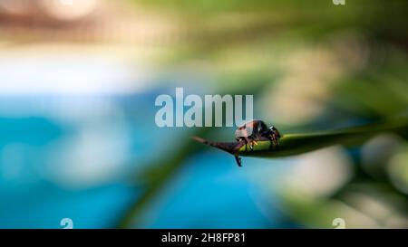 A palm weevil in the trunks of palm trees. A rusty red colour beetle is one species of snout beetle known as Rhynchophorus ferrugineus. Pest in palm p Stock Photo