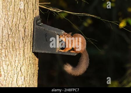 Red squirrel (Sciurus vulgaris) at a feeder at Aira Force in the Lake District of Cumbria, England, UK Stock Photo