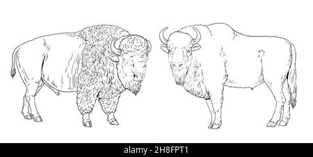 European and american bison drawing. Digital template for coloring with wisent and bison. Stock Photo