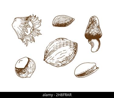 Set of nuts imprint stamp pistachio hazel walnut almonds, hand drawing print, outline, silhouette. Isolated, white background. Vector illustration Stock Vector
