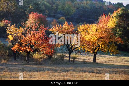 Golden trees at autumn time Stock Photo