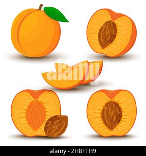 An image of a peach from different directions. Vector illustration in a flat style. Whole, half and sliced peach with bone. Stock Vector
