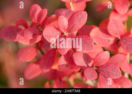 Pink leaves of bog bilberry , Vaccinium uliginosum during autumn foliage in Finnish nature, Europe