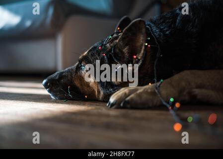 A German shepherd dog lies on the floor covered with a Christmas garland. Selective focus on the dog's nose