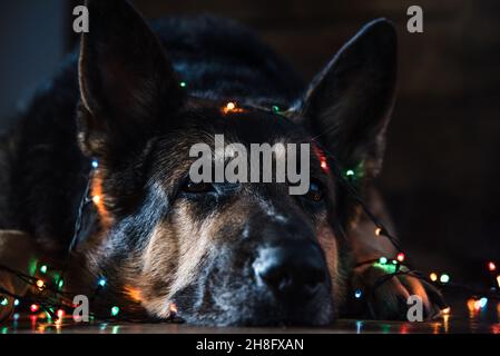 A German shepherd dog lies on the floor covered with a Christmas garland. Selective focus on the dog's nose