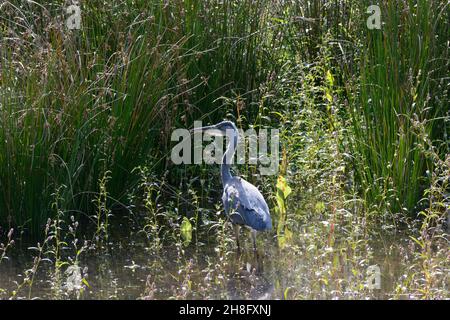 Grey heron Ardea cinera fishing in reeds on a misty morning Stock Photo