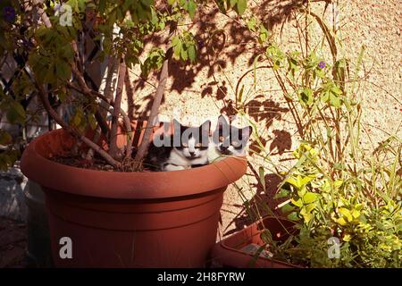 Two kittens sit-in in a garden pot peacefully. Stock Photo
