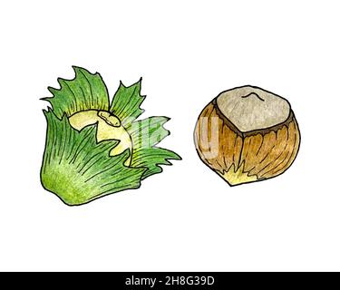 Set of nuts hazelnut , hand-drawn pencil drawing, contour, sketch. Isolated, white background. Vector illustration Stock Vector