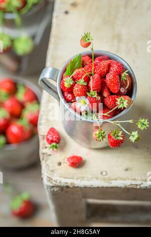 Sweet wild strawberries straight from garden. Red wild strawberries. Small and red forest fruits. Stock Photo