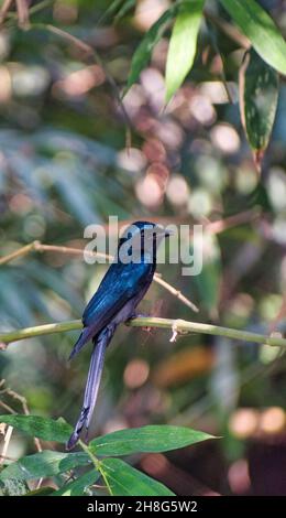 Bronzed drongo. Dicrurus aeneus. It is a small Indomalayan bird belonging to the drongo group. Stock Photo