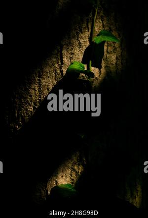 Closeup View Of Green Ivy Vines On The Concrete Wall Stock Photo - Alamy