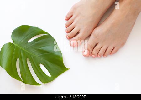 pedicure on white with monstera leaf. Beautiful well-groomed female feet with pink pedicure Stock Photo
