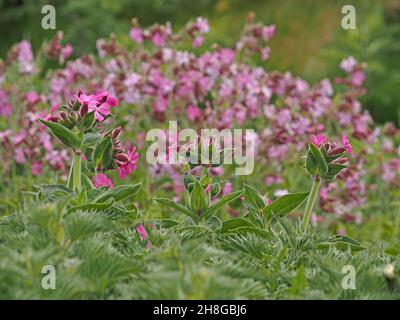 profusion of dazzling pink flowers of Red Campion (Silene dioica) growing wild on seashore - Mainland Orkney, Scotland,UK Stock Photo