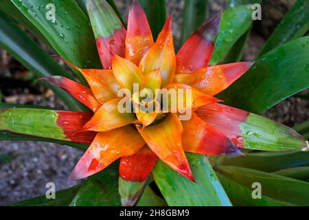 Bromeliad flower on tropical garden (Guzmania lingulata) Stock Photo