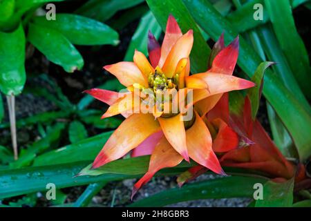 Bromeliad flower  (Guzmania lingulata) on tropical garden Stock Photo