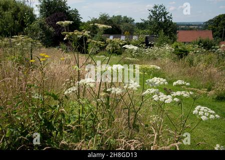 Wild garden with mown pathways between blocks of long grass planted with wildflowers and small trees to encourage wildlife and pollinators, Berkshire, Stock Photo