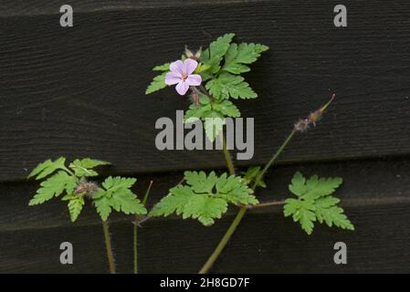 Herb-robert (Geranium robertianum) flower and young seedpods with leaves against a dark wood background, Berkshire, June Stock Photo