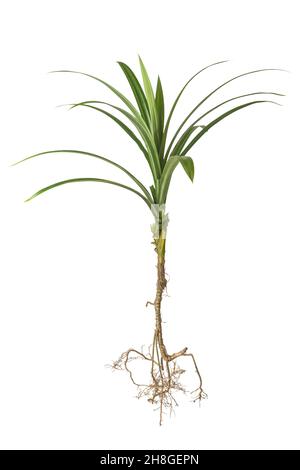 fragrant pandan plant with roots, pandanus amaryllifolius, isolated on white background Stock Photo