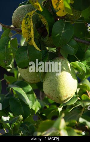 autumn fruit helene pear on the dwarf pear tree in bavaria Stock Photo
