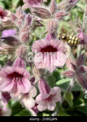 A little bee working on pink flowers of wild Rehmannia glutinosa grasses growing in spring field Stock Photo