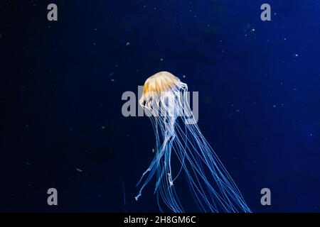 A group of light blue jellyfish swimming in water Stock Photo