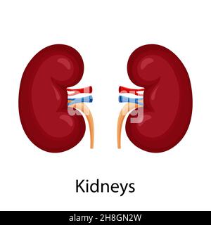 Right human kidney cartoon design concept of hold baseball stick ...