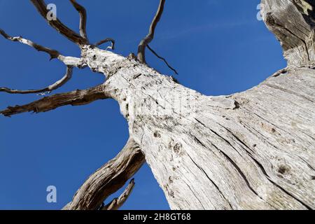 looking up the trunk of a dead tree that's been eroded by the weather on the beach at Covehithe, Suffolk, England. Stock Photo