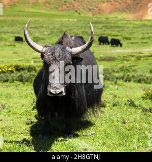 Yak - bos grunniens or bos mutus - in Langtang valley - Nepal Stock Photo