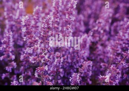 Abstract violet purple small flowers plant background. Light tender summer floral layout. Soft Selective focus Stock Photo