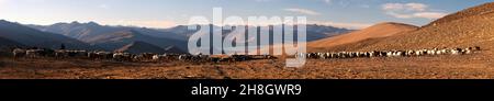 Evening panoramic view of goats and sheeps herd in Indian Himalayas, Rupshu valley near Moriri Lake, Ladakh, Jammu and Kashmir, India Stock Photo