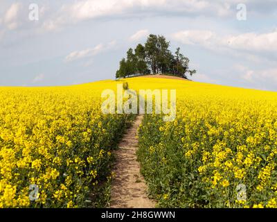 field of rapeseed (brassica napus) with path way and small forest - plant for green energy and oil industry Stock Photo