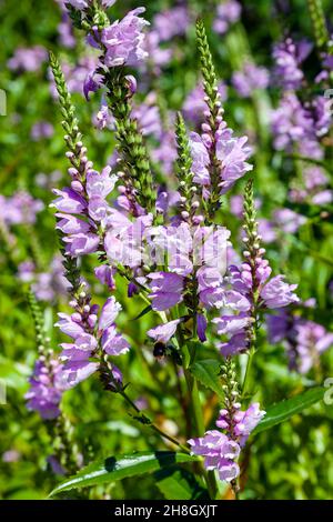 Physostegia virginiana 'Rosea' a spummer autumn fall flowering plant with a pink summertime flower commonly known as Obedient Plant, stock photo image Stock Photo