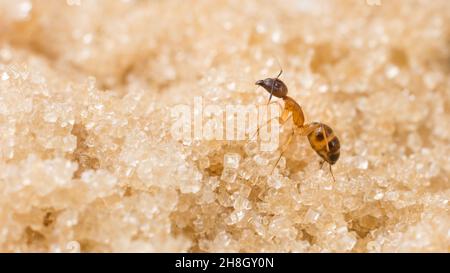 ant on sugar granules, macro closeup view of single insect on sweet with copy space, taken in shallow depth of field Stock Photo