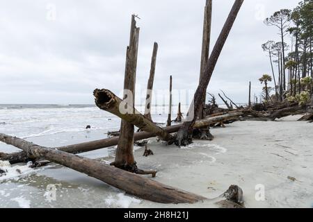 Group of fallen trees at high tide on the coast of Hunting Island, South Carolina, horizontal aspect Stock Photo