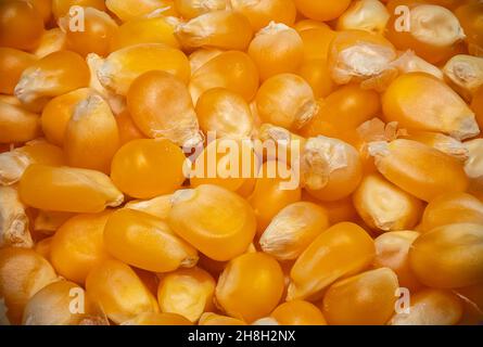 Sweet corn kernels food background Stock Photo