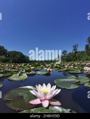 Cow Pond, Windsor Great Park Stock Photo