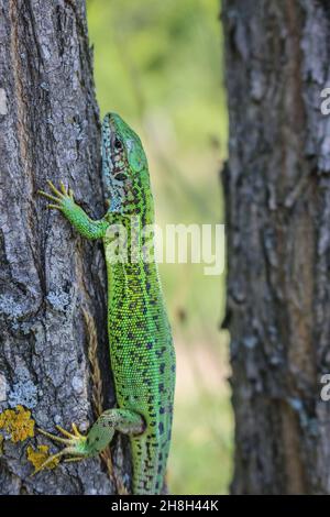 Female of European green lizard, Lacerta viridis on the bark in Deliblato sand in Vojvodina Stock Photo