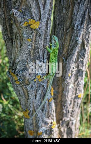 Female of European green lizard, Lacerta viridis on the bark in Deliblato sand in Vojvodina Stock Photo