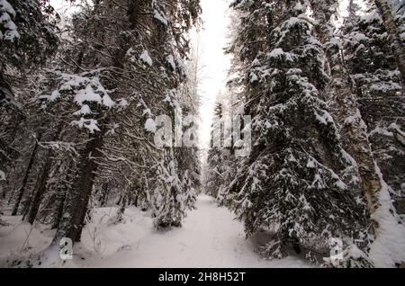 Snowy road through winter forest Stock Photo