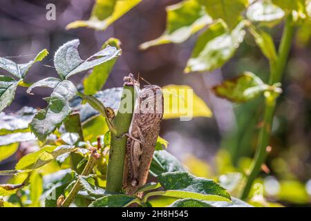 Anacridium aegyptium, Egyptian Bird Grasshopper Stock Photo