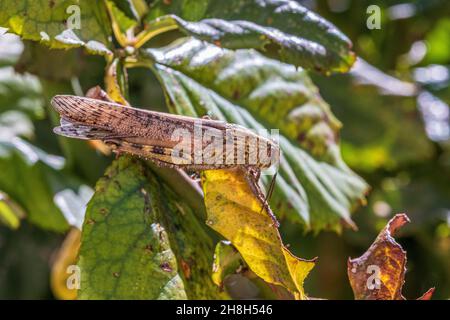 Anacridium aegyptium, Egyptian Bird Grasshopper Stock Photo