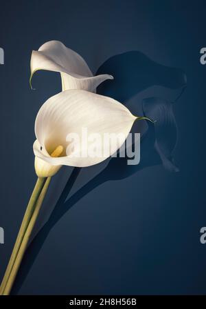 Two large white Calla lilies on reflective surface Stock Photo